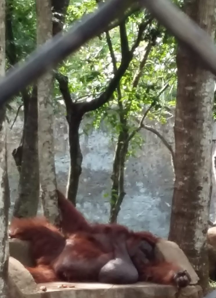 An orangutan. The source description does not specify the setting.