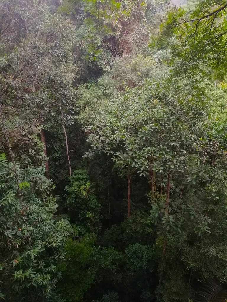Canopy and lower vegetation in a rainforest.