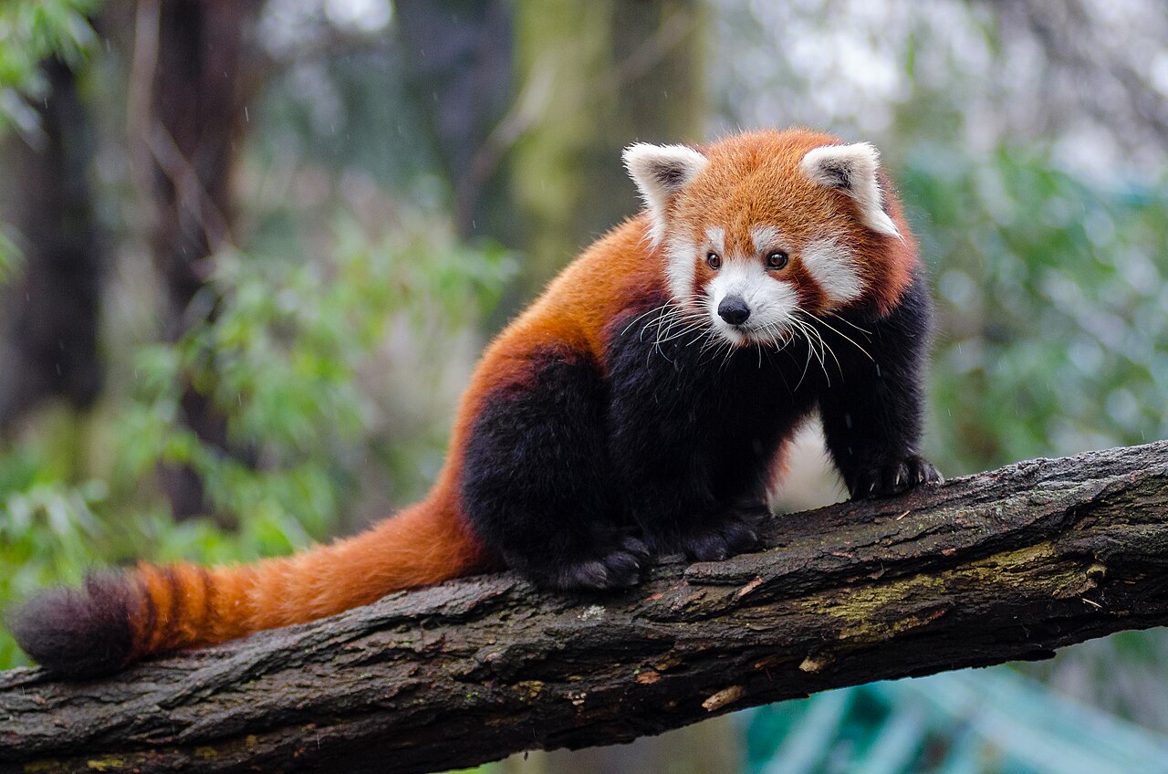 A red panda photographed in a zoo.