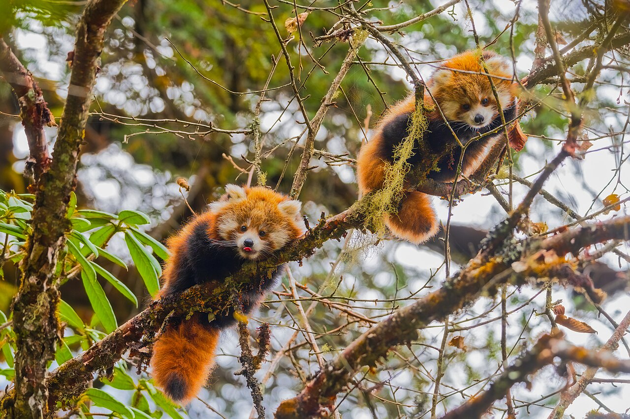 Langtang National Park, Nepal: two red panda cubs in a tree.