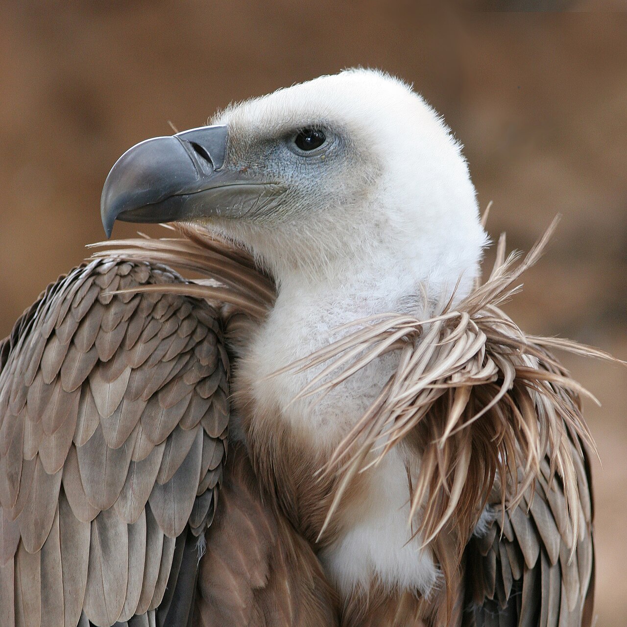A detail of a griffon vulture's head and beak.
