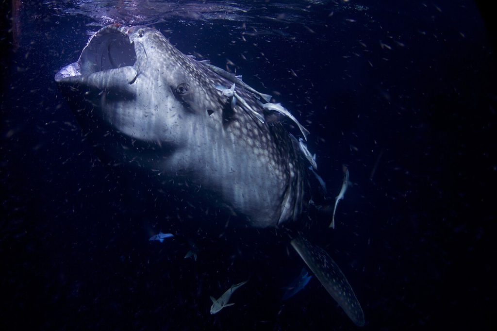 Maldives: a whale shark (Rhincodon typus) feeding on plankton at night.