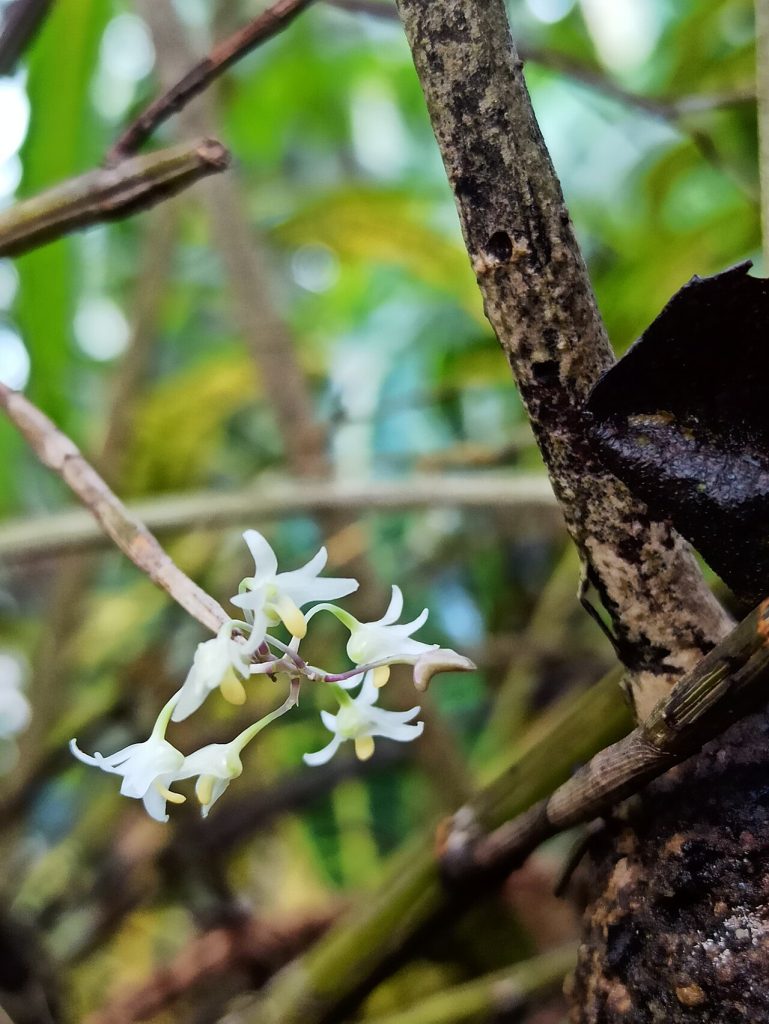 Orchid flowers on a branch. This image is not used for a definitive species identification.