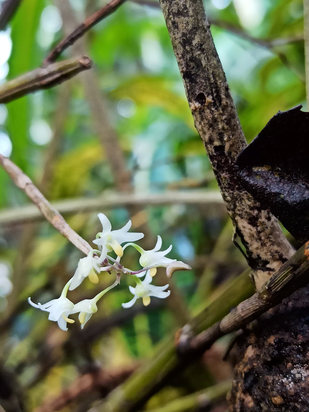 Orchid flowers on a branch. This image is not used for a definitive species identification.
