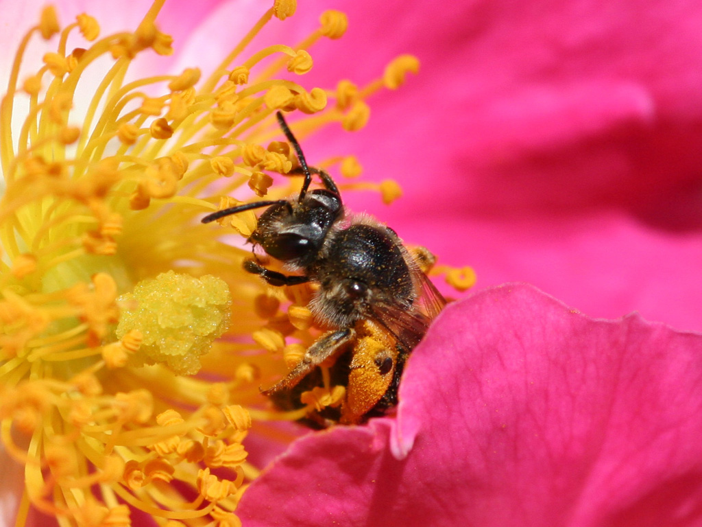 A bee on a rose. A single visit does not by itself prove successful pollination.