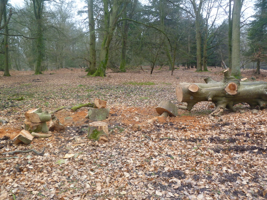 Berry Wood: cut timber in a woodland.