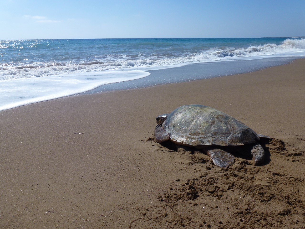 Toxeftra, Cyprus: a loggerhead turtle returning to sea after rescue from fishing nets.