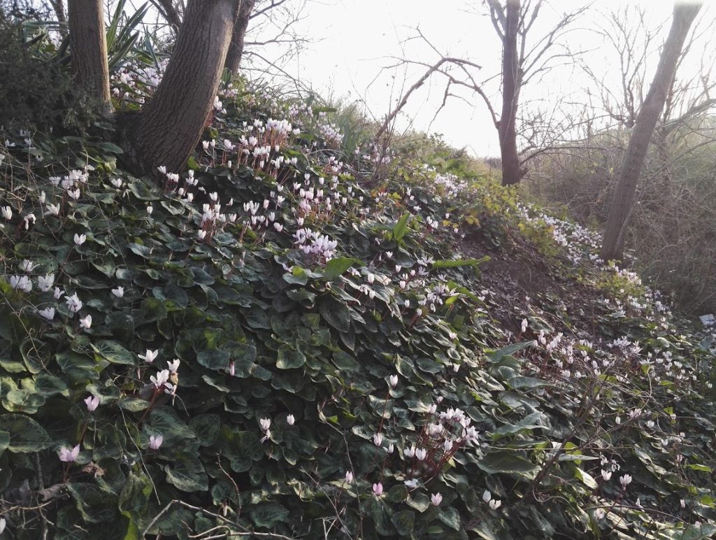 Yumurtalık Lagoon, Adana: Cyclamen cilicium. The photograph alone does not establish its range or conservation status.