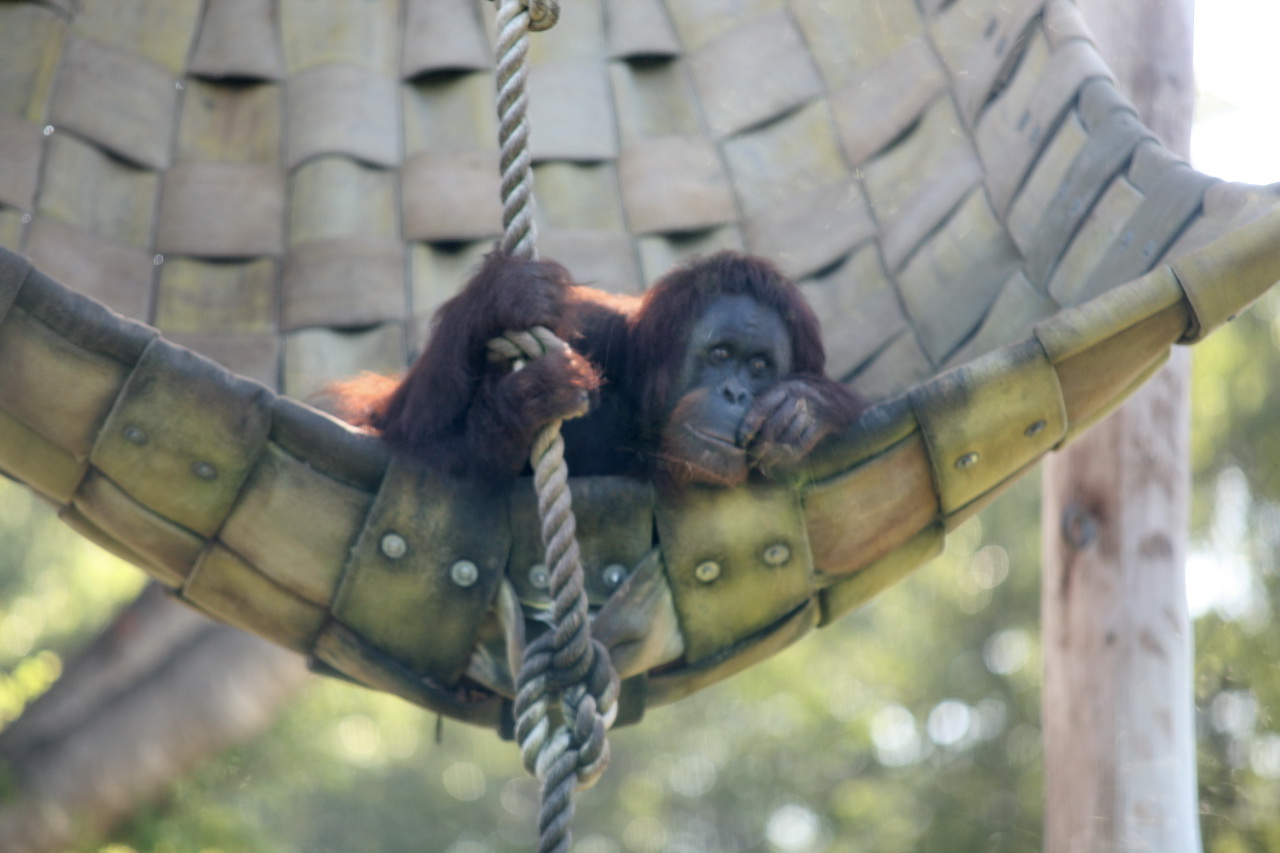 A Sumatran orangutan photographed on an artificial resting structure.