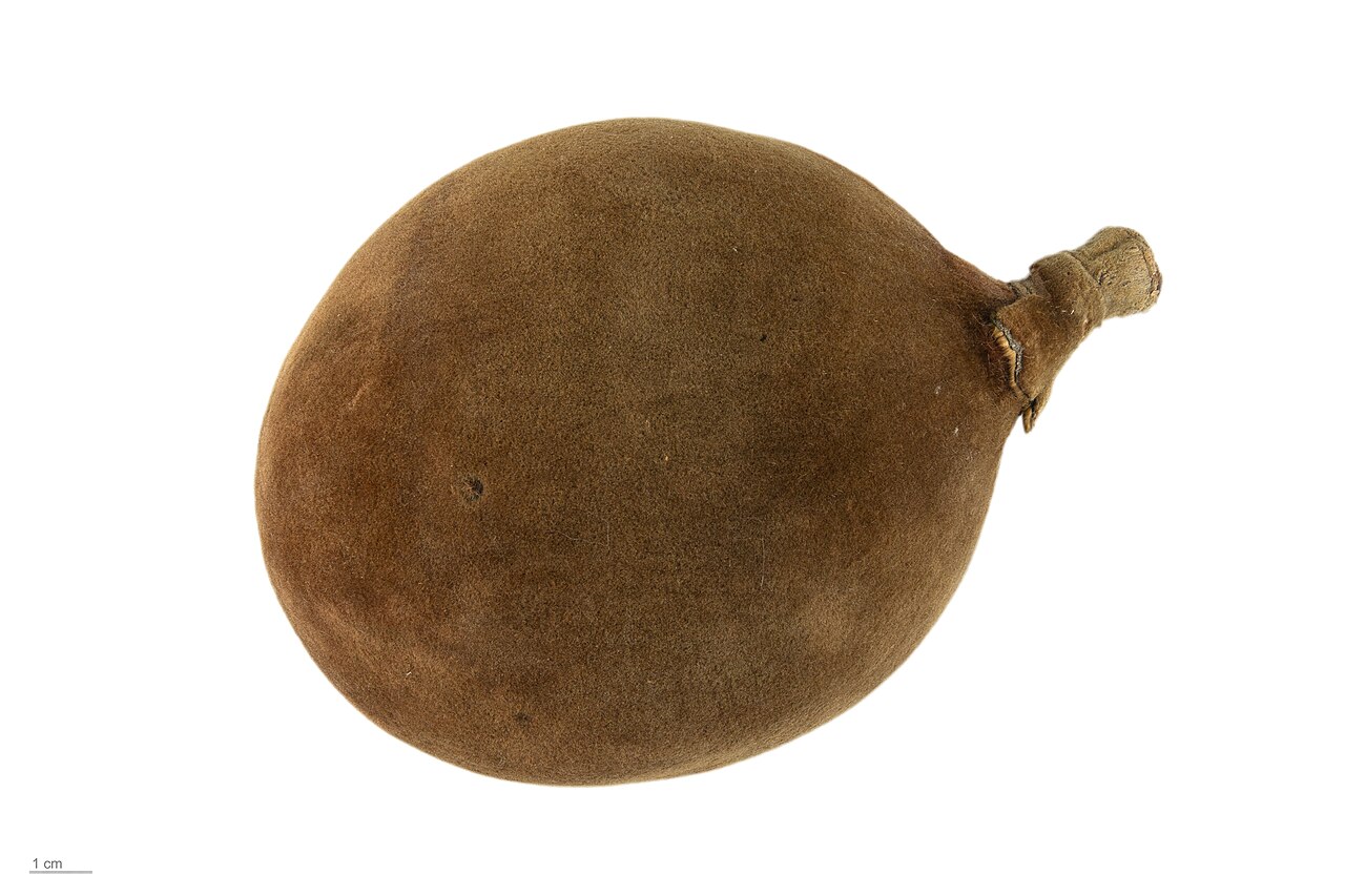 An Adansonia grandidieri fruit, photographed in a collection.