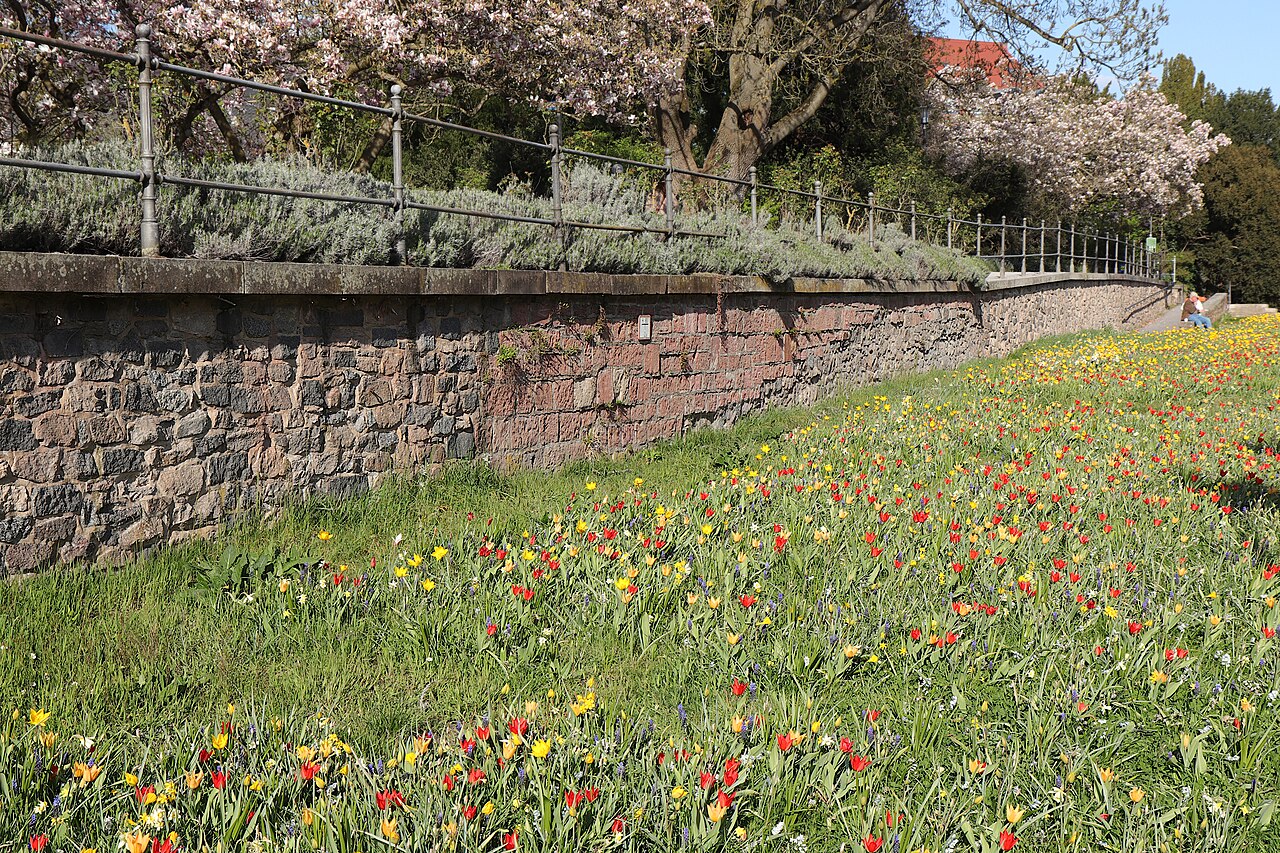 Aschaffenburg, Germany: a flowering meadow.