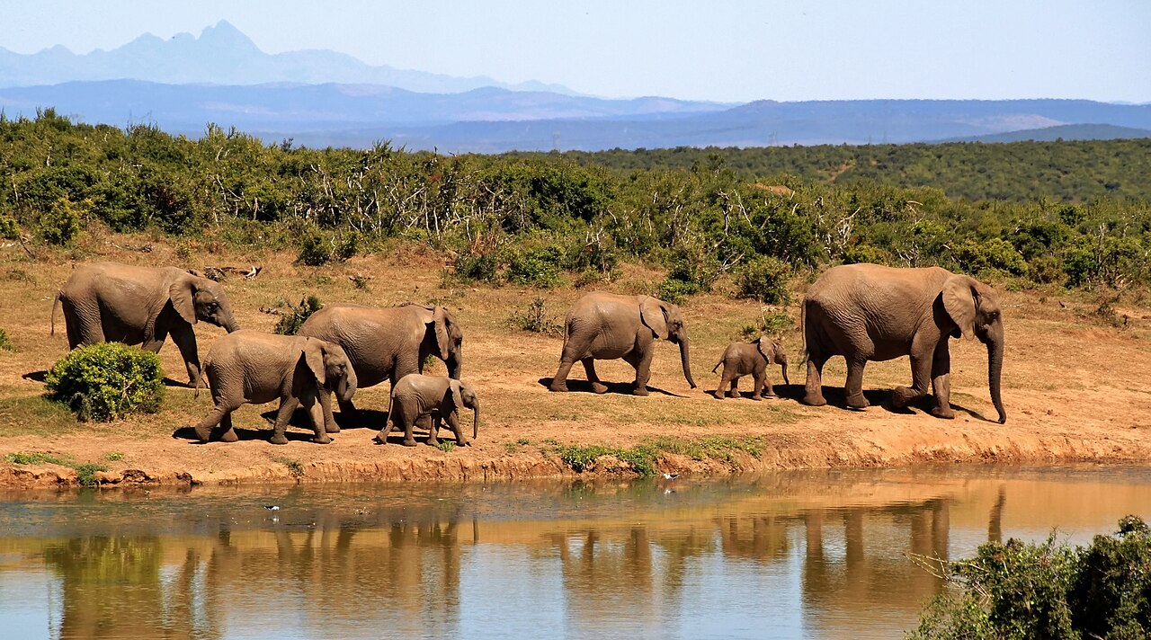 South Africa: an elephant herd beside water.