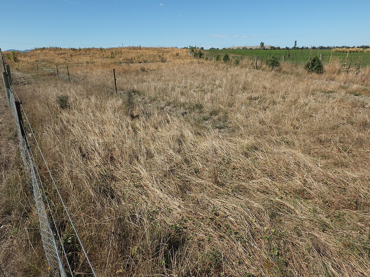Another view of the Eyrewell restoration trial.