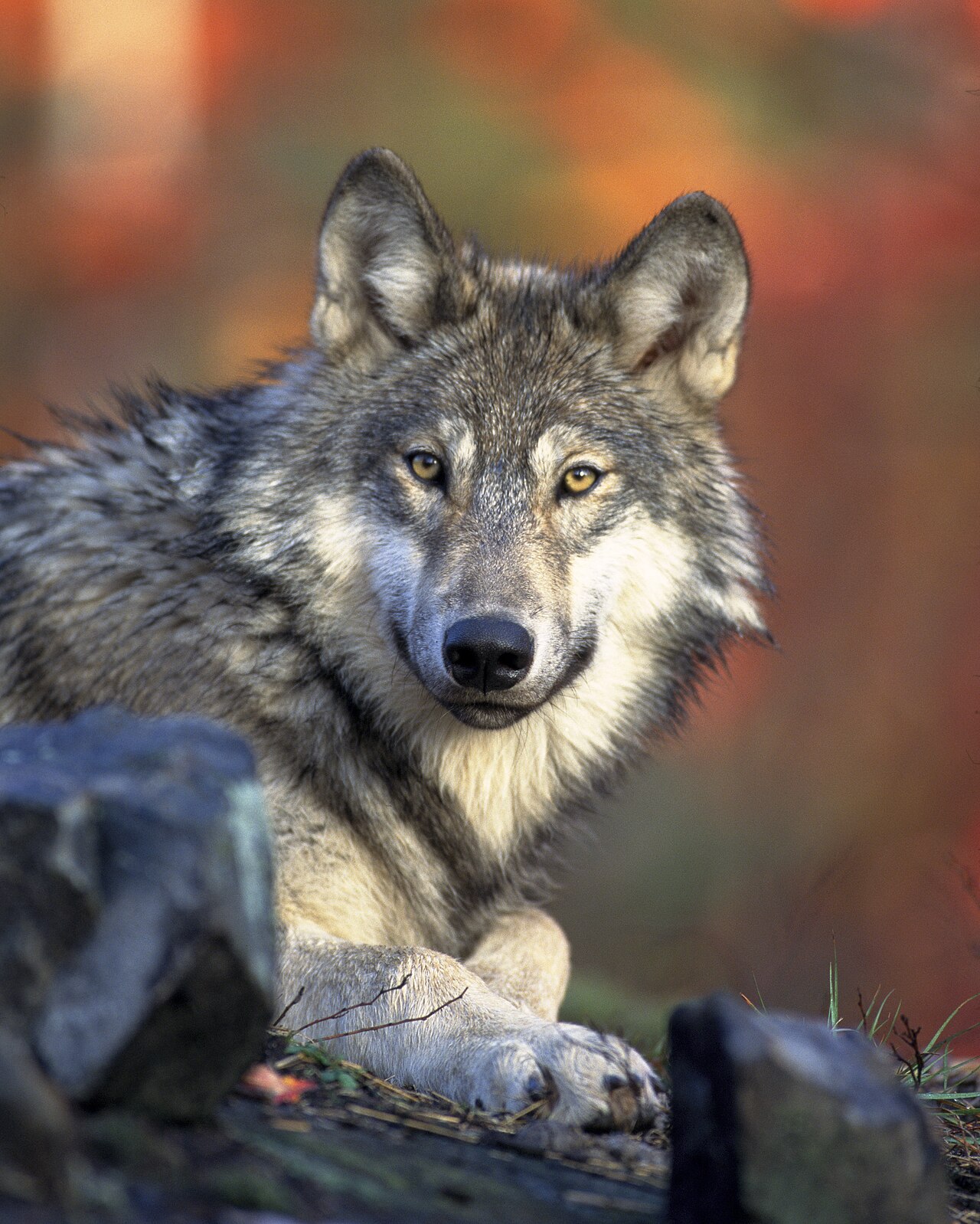 A resting grey wolf. This image is not used as evidence of its natural habitat.