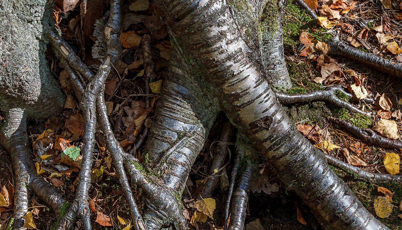 Brastad, Sweden: birch roots beside a walking area.