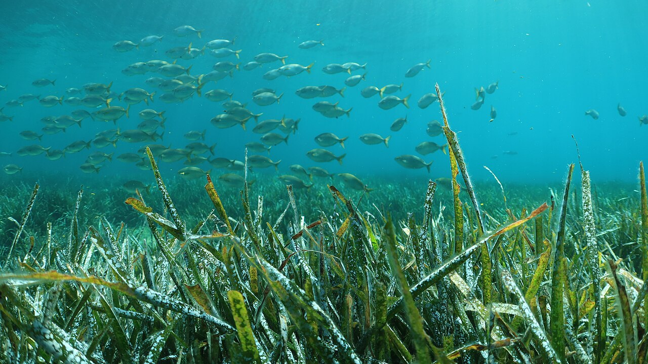 Sormiou, 2022: Posidonia oceanica seagrass and a school of fish.
