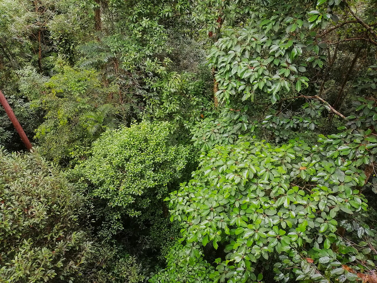 A detail of rainforest vegetation.