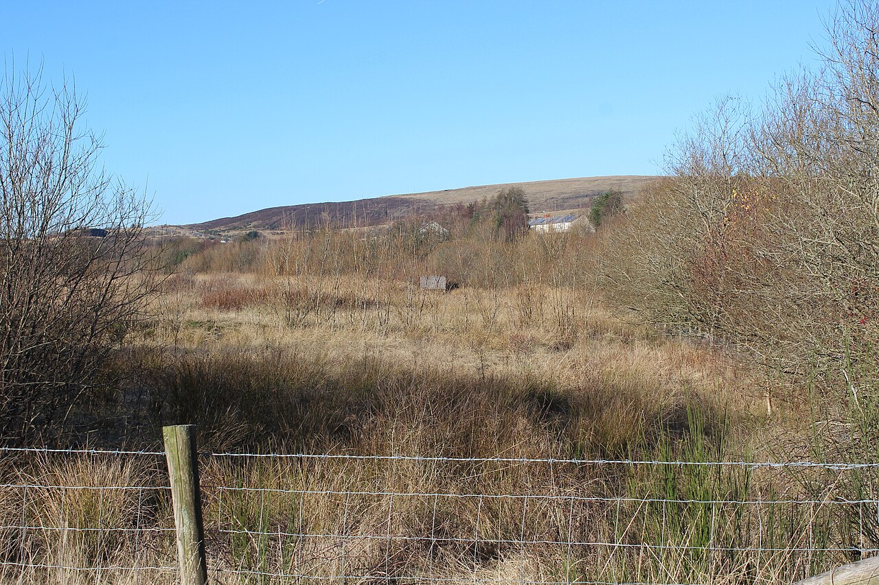Garn Lakes, Wales: a shoreline reedbed.