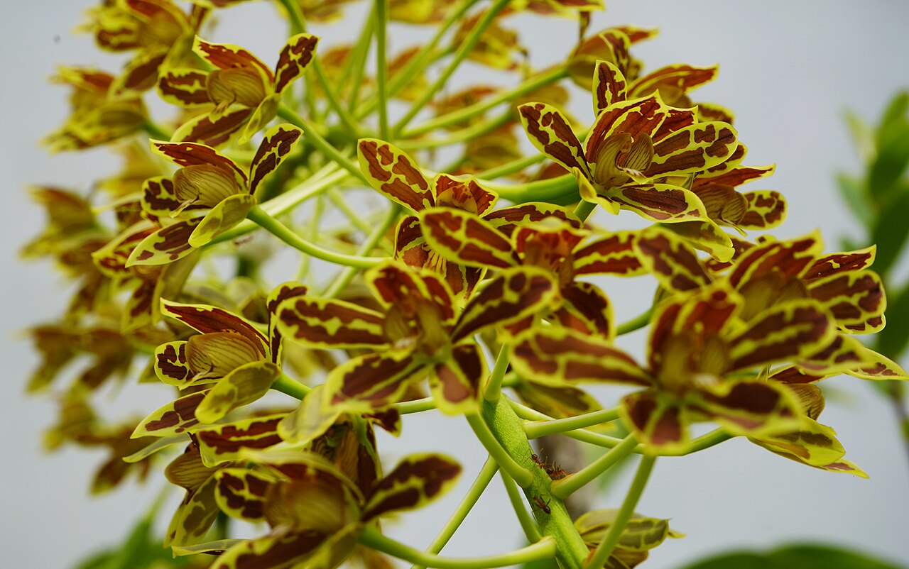 Bulusan, Philippines: flowers described as wild orchids by the source.