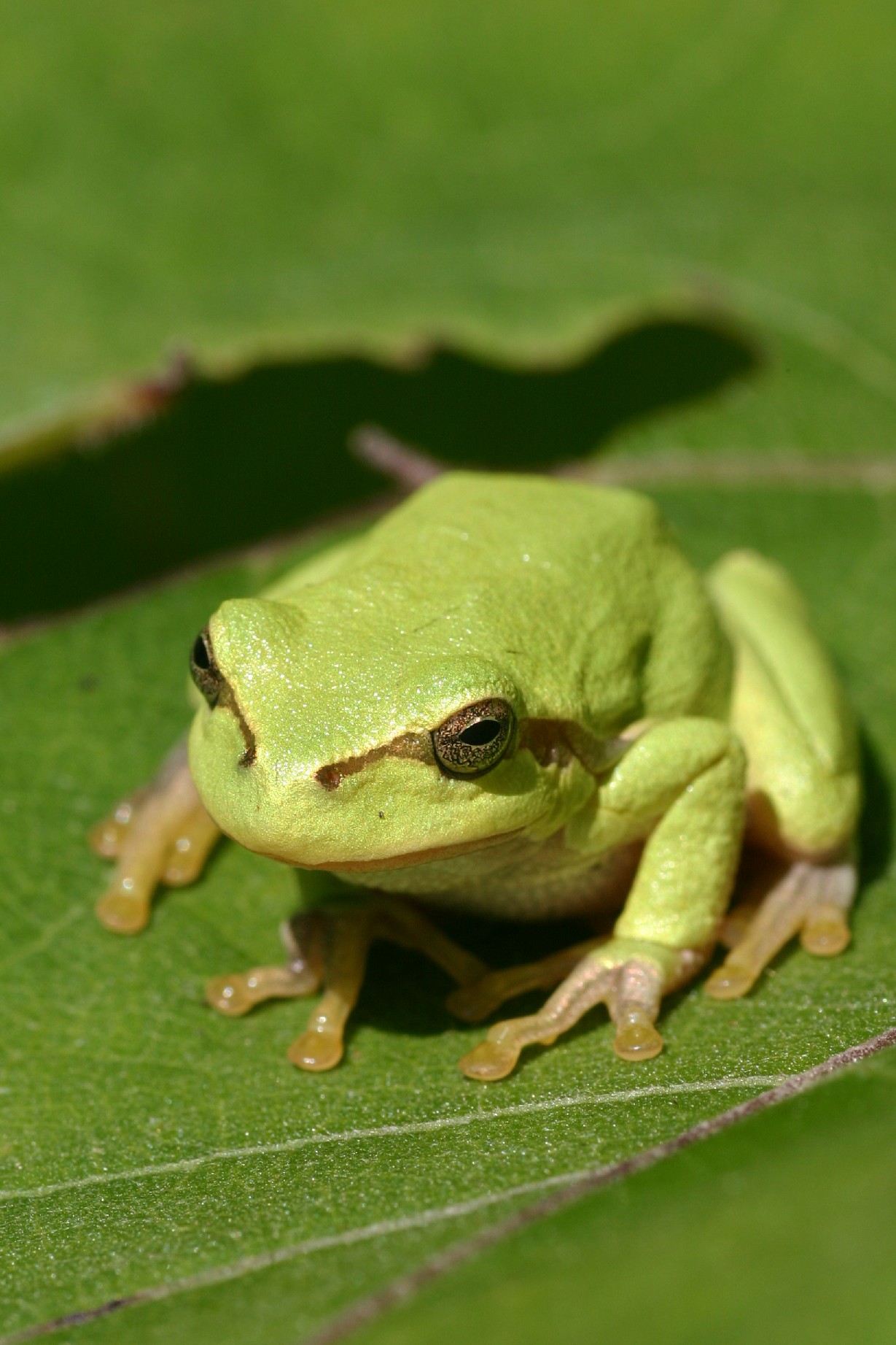 A European tree frog (Hyla arborea) photographed near Gruberau, Austria.