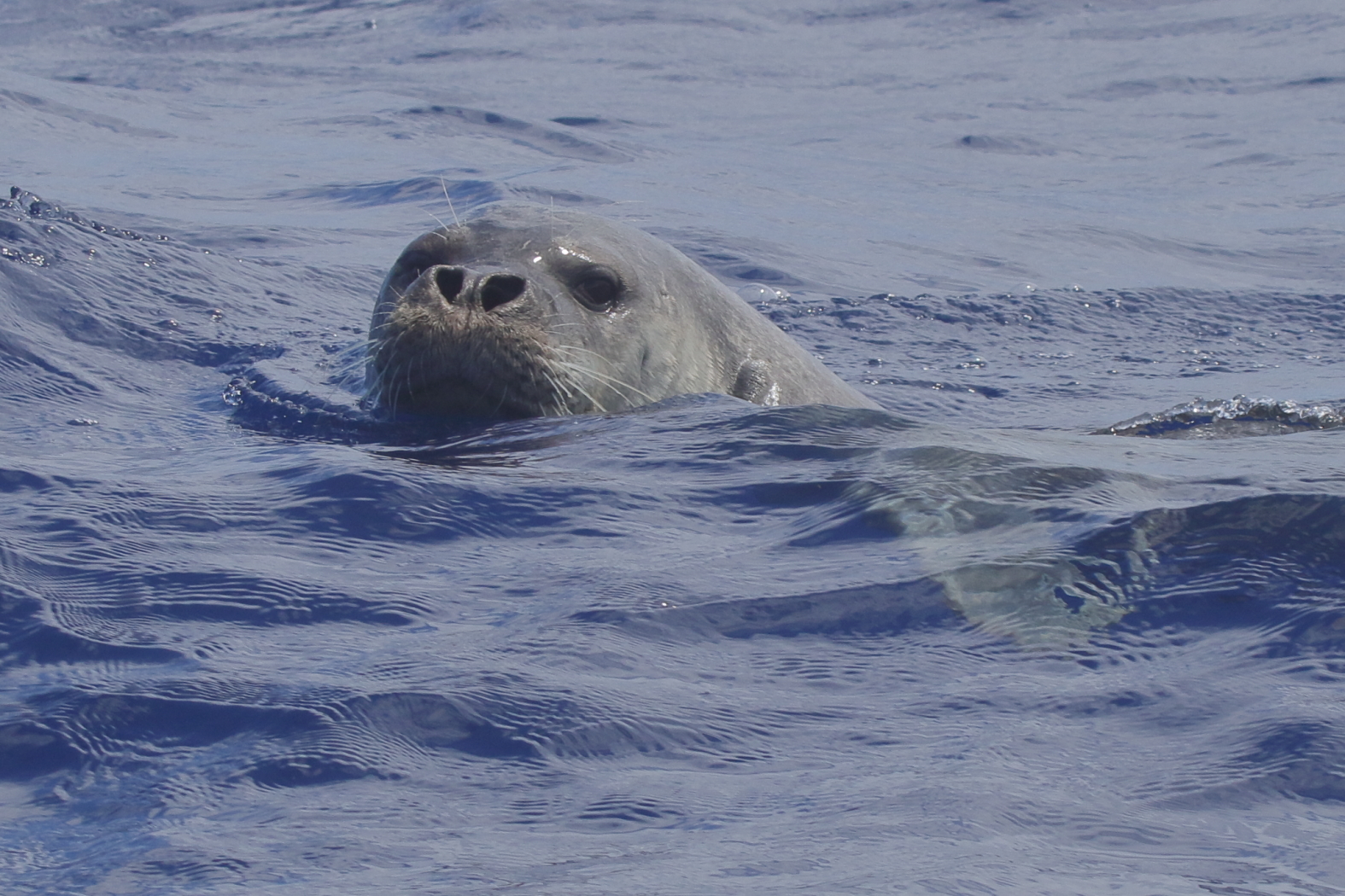 Machico, Madeira: a Mediterranean monk seal (Monachus monachus) in the water.