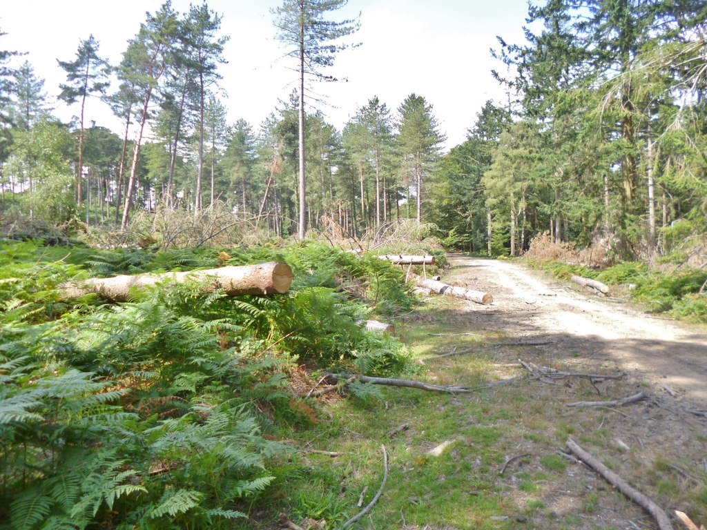 Pitts Wood: timber and woodland. This photograph does not prove certification or a sustainability claim.