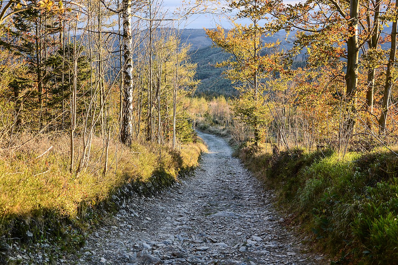 Biskupská kupa, Czechia: a forest walking path.