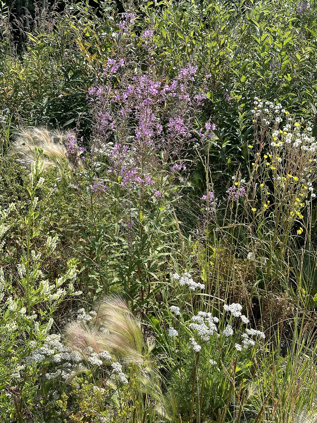 Northwestern Ontario: another view of the wildflower area.