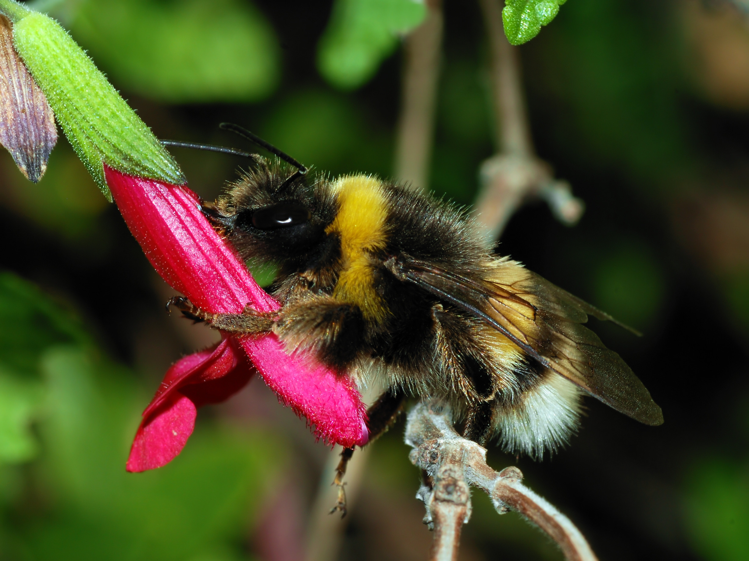 Bombus terrestris approaching a flower: a behavioural detail.