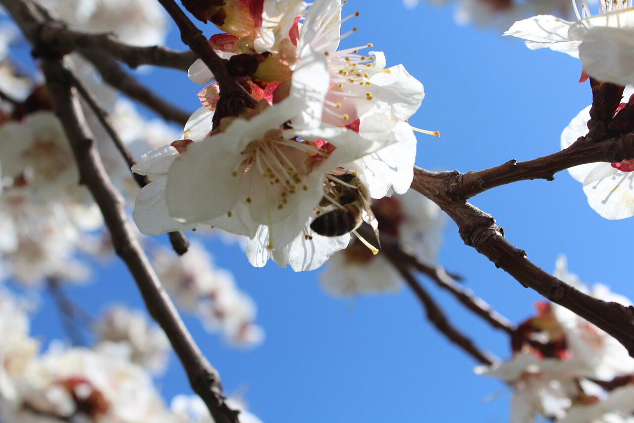 A bee on an apricot blossom in spring.