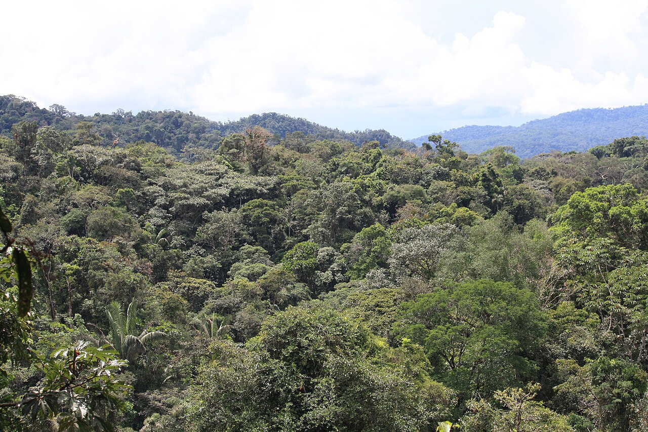 Tena, Ecuador: Amazon rainforest treetops.