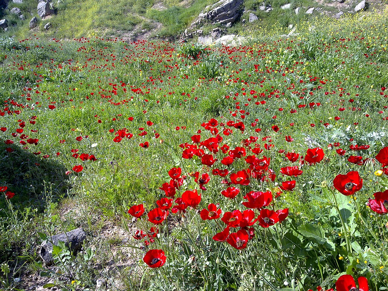 A meadow with red flowers in spring.