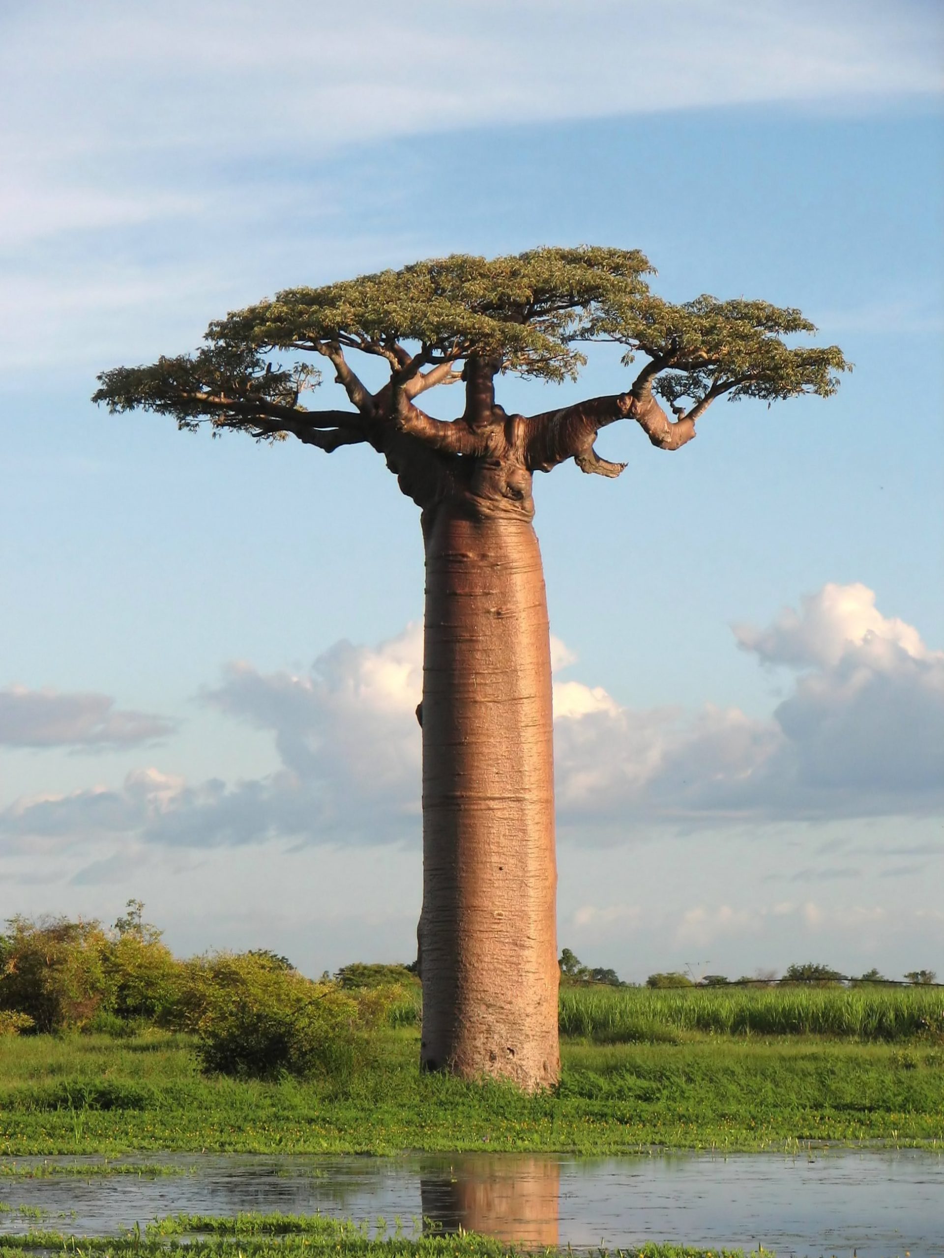 Near Morondava, Madagascar: an Adansonia grandidieri tree.